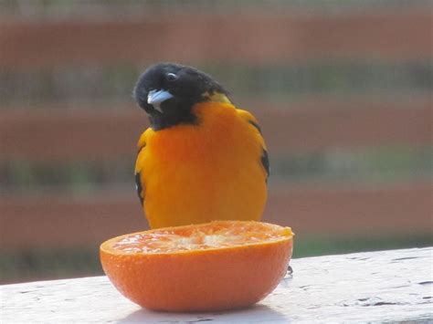 Orange Cutie Photograph By Lisa Smith Fine Art America