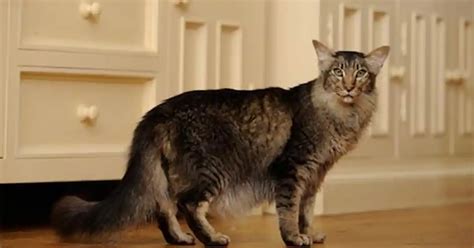 Oriental Longhair Cat Breed Information And Advice Your Cat