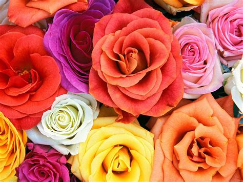 Check spelling or type a new query. color roses wallpaper - HD Wallpaper