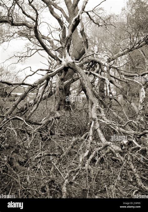 Rotten Branches Hi Res Stock Photography And Images Alamy