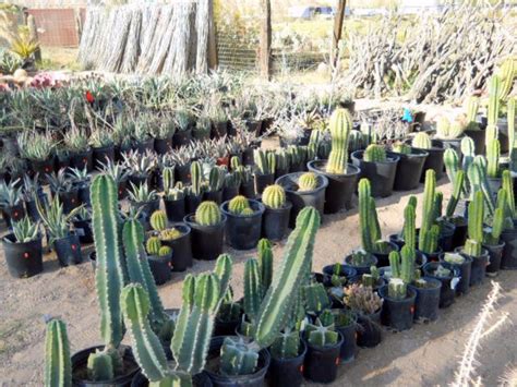 About sheilam cactus garden & nursery. Trending - 5 Off The Beaten Path Las Vegas Wedding Venues