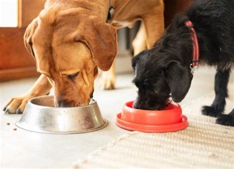 Dry Vs Wet Dog Food Or Both Petmd