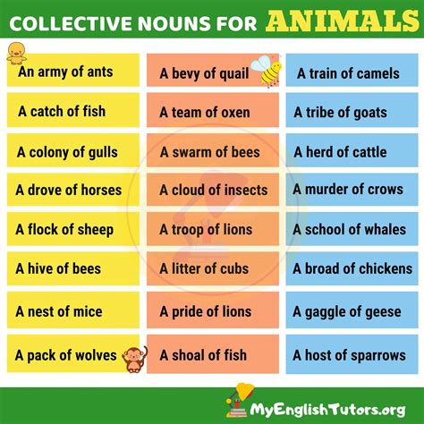 Collective Nouns For Animals Collective Nouns Nouns English Lessons