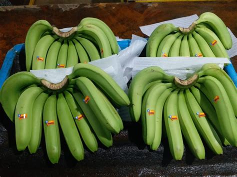 A Grade G9 Banana For Exports Packaging Size 135kg Rs 480 Unit