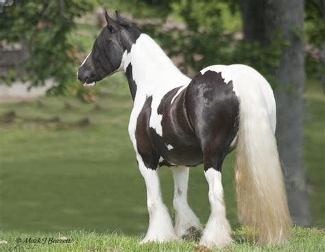 Stillwater Farm Our Horses Gypsy Vanner Horses Cashiers North