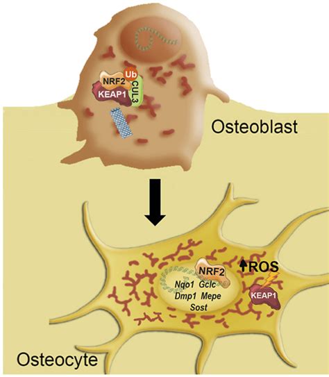 Nrf2 Function In Osteocytes Is Required For Bone Homeostasis And Drives