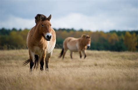 9 Facts About Przewalskis Horses