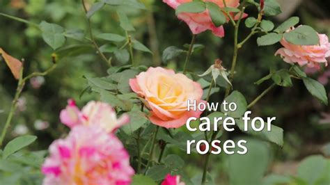 How To Care For Roses Youtube
