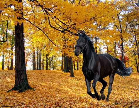 40 Fall Horse Wallpaper Wallpapersafari