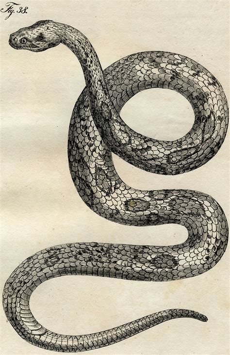 Most relevant best selling latest uploads. Early Vintage Snake Images - Cool Snake Art! - The ...