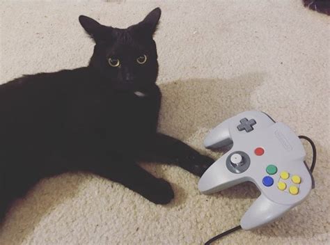 Real Cats Are Gamers Xd Cats Animals Gaming Products