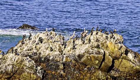 Birds On A Rock In Ocean Free Stock Photo Public Domain Pictures