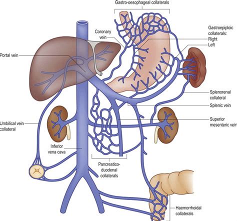 Portal Venous System Histological Structure Of Liver Portal Vein And