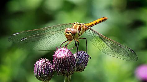 Flower Plant Macro Insect Dragonfly Hd Wallpaper Pxfuel