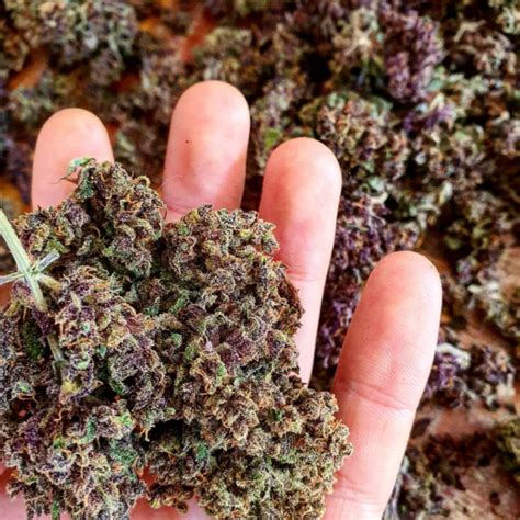 Buy Purple Kush Buy Weed Online Stoners Market