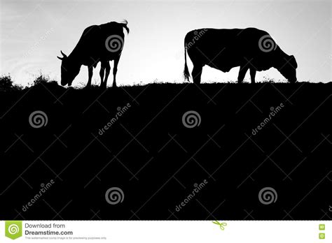 Cow Silhouette In Black And White Stock Illustration Illustration Of