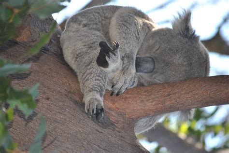 Koala Smartass Alex O´loughlin ~ An Intense Study