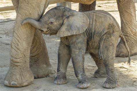Baby Elephant Joins Herd At San Diego Zoo Safari Park 710 Knus
