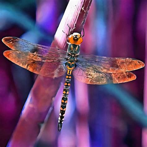 Dragonfly In Orange And Blue Painting By Taiche Acrylic Art Pixels