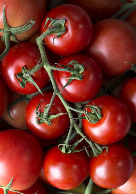 Campari Tomatoes