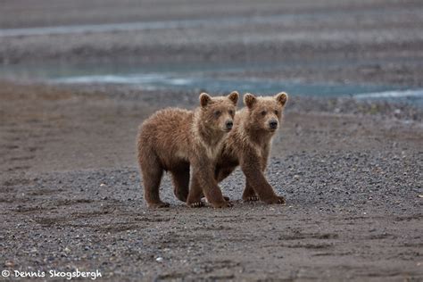 6874 Kodiak Bear Cubs Katmai National Park Alaska Dennis