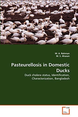 Pasteurellosis In Domestic Ducks Duck Cholera Status Identification