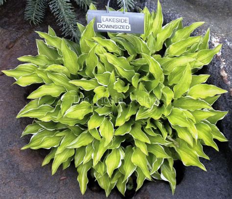 P00 Hosta Lakeside Down Sized From The Hosta Helper Presented By