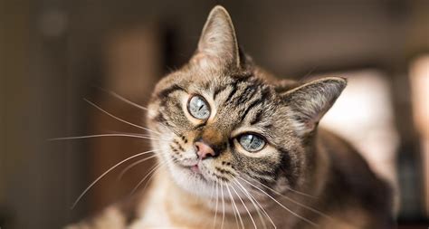 10 Interesting Facts About Cats Bechewy