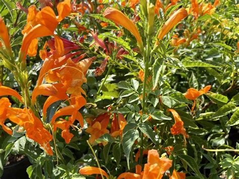 Tecomaria Capensis Cape Town™ Orange Online Flower Garden