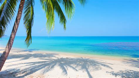 Scenery Sea Palm Trees Reflected Beach Desktop