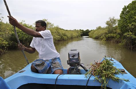 As Seas Rise Saltwater Plants Offer Hope Farms Will Survive