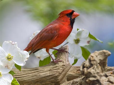 Ohio Bird Cardinal Wallpapers 1024x768 306712