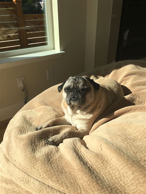 A Pug Dog Laying On Top Of A Bed Next To A Window
