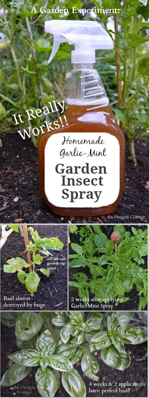 Homemade Garlic Mint Garden Insect Spray Garden Favorite