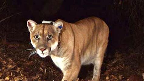 Mountain Lion Found Living Beneath Los Angeles Home Video