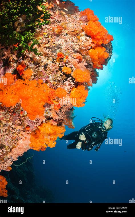 Scuba Diver Over Coral Reef Komodo National Park Indonesia Stock