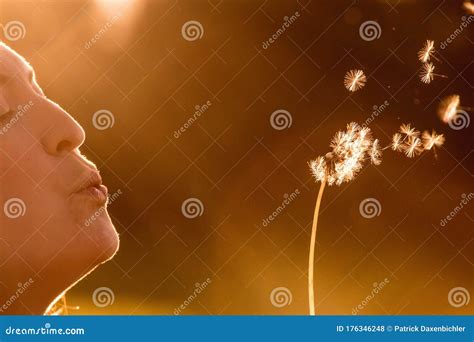 Beautiful Young Woman Is Blowing Dandelion Evening Sun Stock Photo