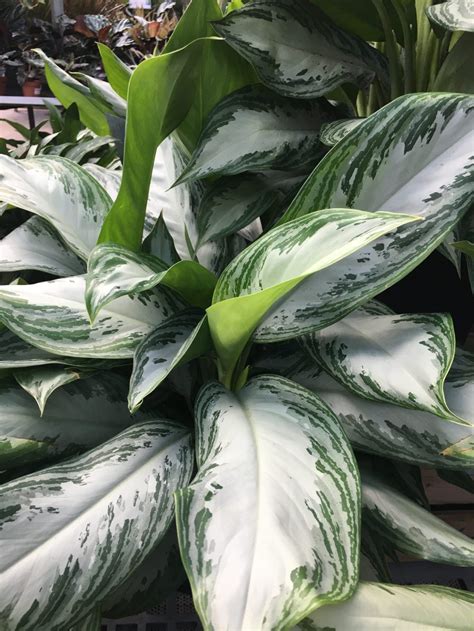 National Indoor Plant Week Chinese Evergreen Pegplant