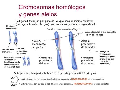 Cromosomas Homólogos Y Genes Alelos Los Genes Trabajan Por Parejas Ya