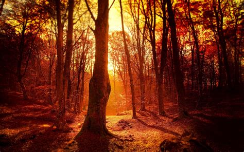 Wallpaper Sunlight Branch Wilderness Tree Autumn Season