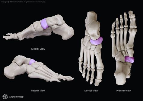 Navicular Bone Encyclopedia Anatomyapp Learn Anatomy 3d Models