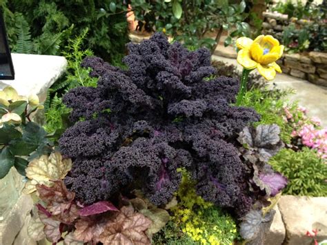 Brassica Oleracea Acephala Group Collard Collards Decorative Kale