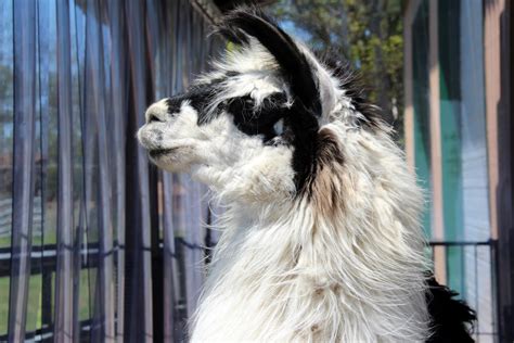 Black And White Llama Free Stock Photo Public Domain Pictures