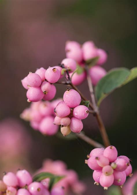Candy Coralberry Is Great For Anyone Who Is Looking For A Shrub That