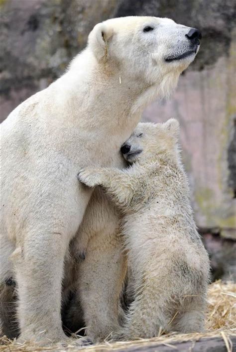 Mom And Baby Polar Bear Animals Pinterest