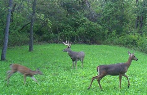 Recognizing Deer Movement Patterns Whitetail Habitat Solutions