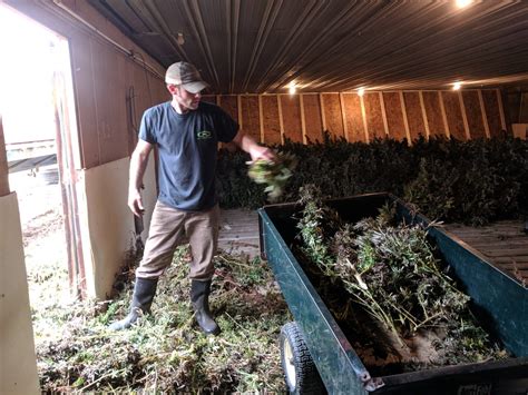 Pas First Time Hemp Growers Had High Hopes But It Could Take Years