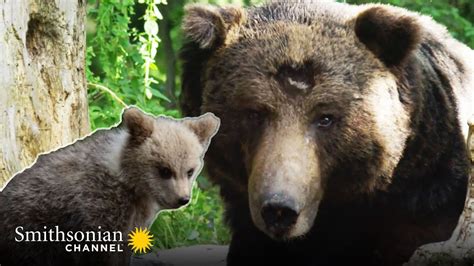 Mama Bear Protecting Her Cubs