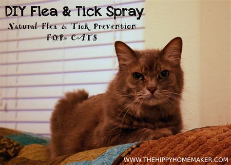 You'll need a comprehensive plan to stop fleas from infesting your cat and your home. DIY Flea & Tick Spray for Cats - Natural Flea & Tick ...