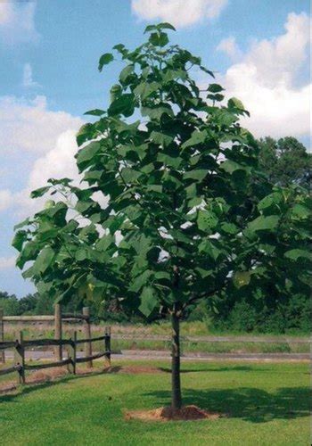 Big And Fast Growing Tree In Bsnl Exchange Dehradun Natural